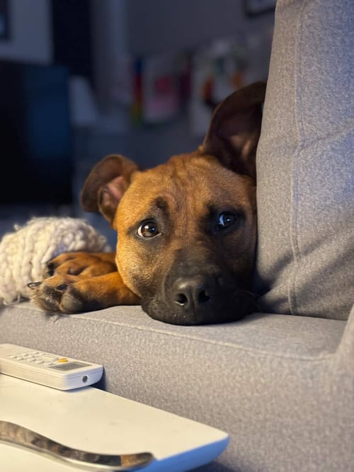 SCOOBY DOO - American Pit Bull Terrier available for adoption