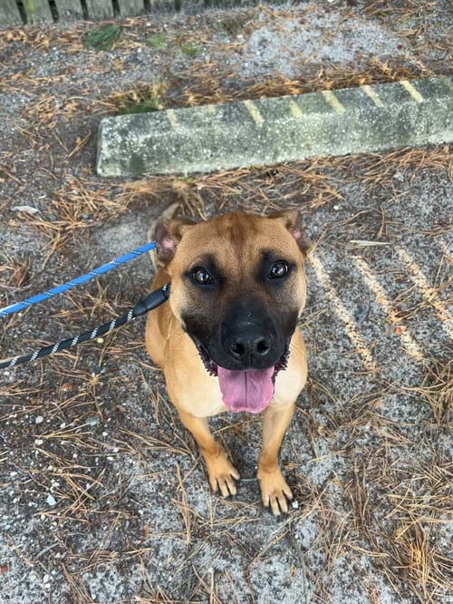 SCOOBY DOO - American Pit Bull Terrier available for adoption