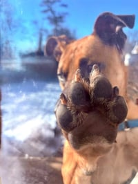 Scooby Doo - Photo 5