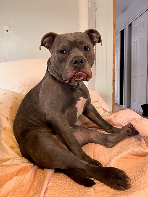 MAJOR - Staffordshire Bull Terrier / Bulldog available for adoption