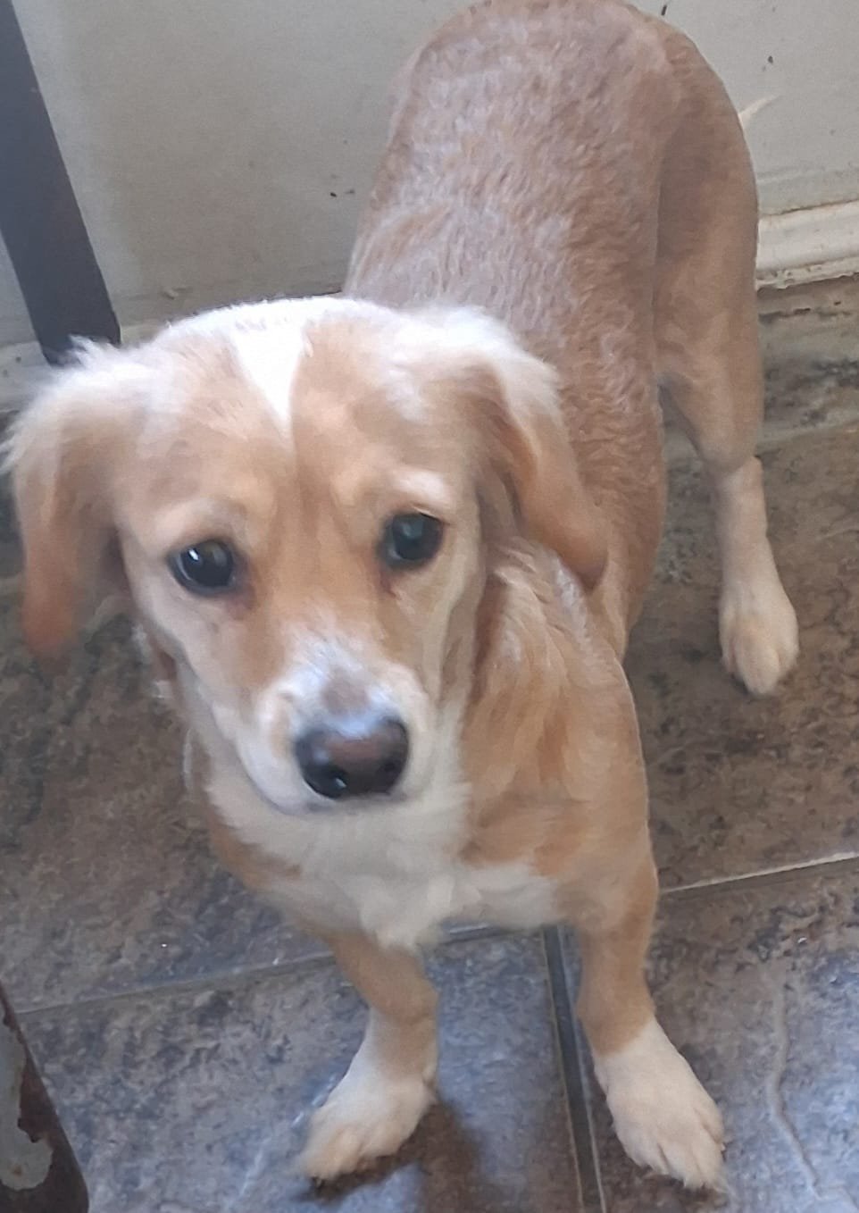 CASSIE - Spaniel / Dachshund available for adoption