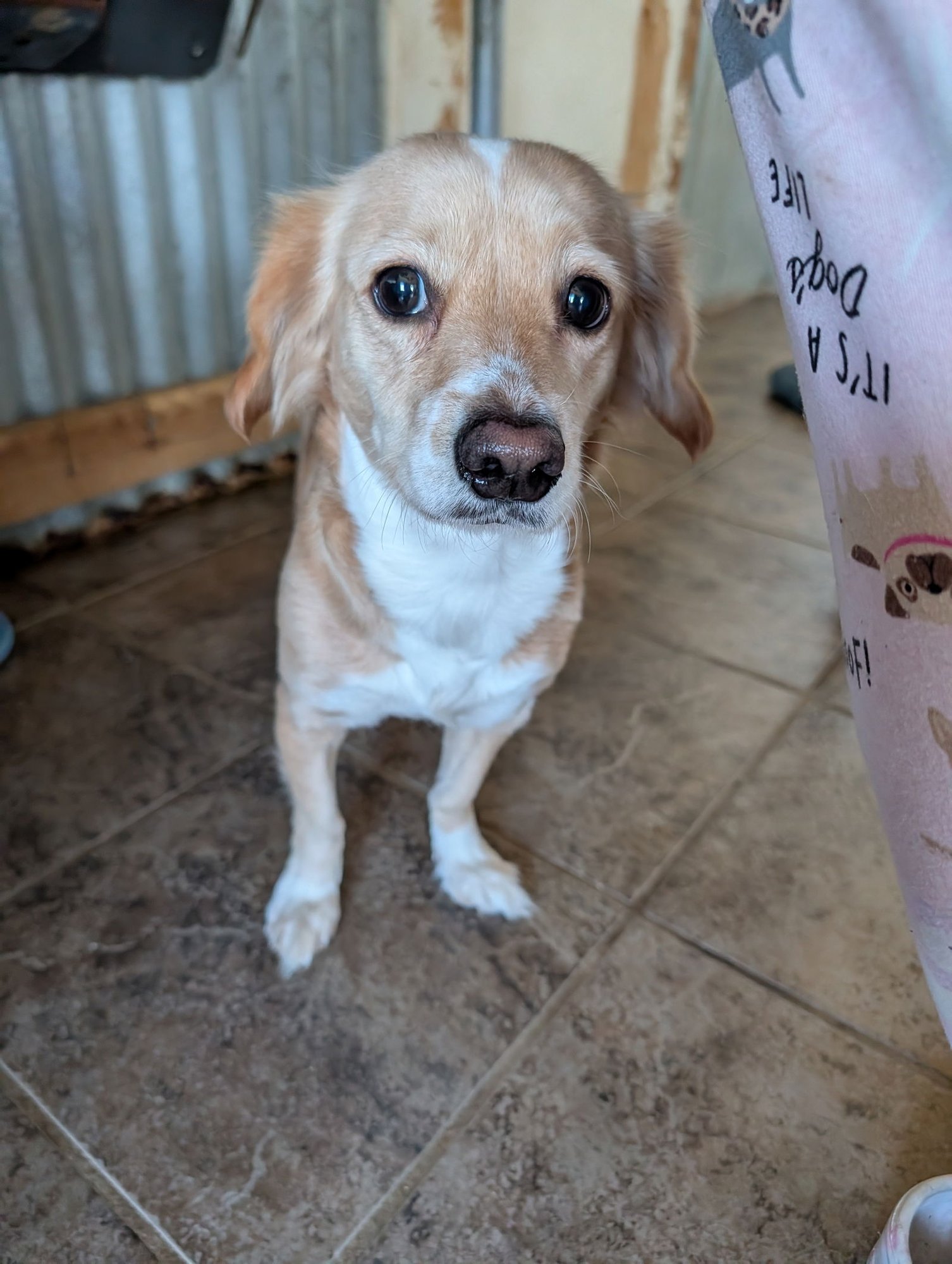 CASSIE - Spaniel / Dachshund available for adoption