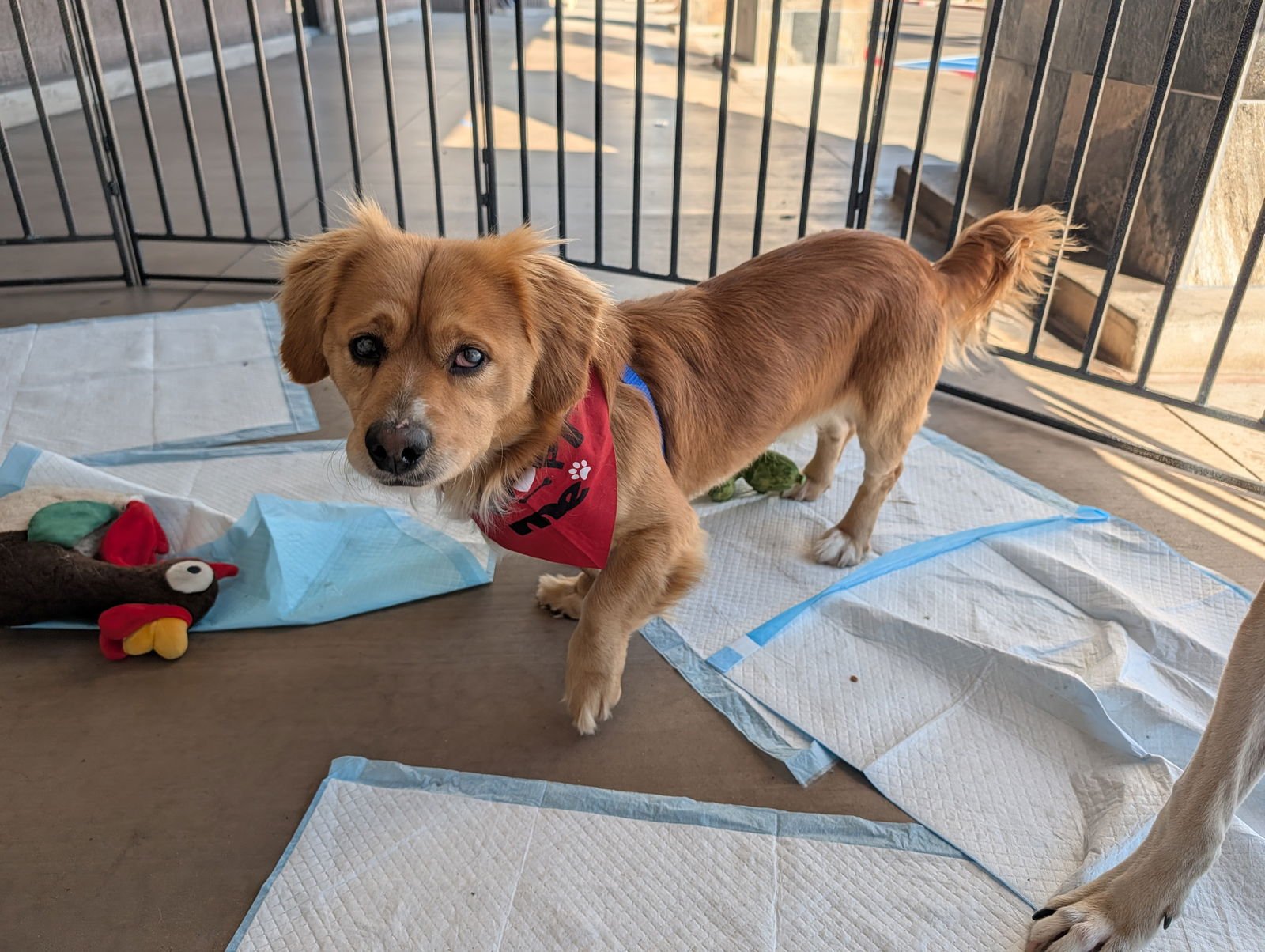 FELIX - Spaniel / Corgi available for adoption