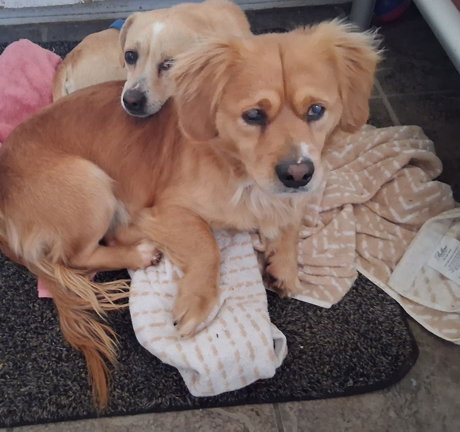 FELIX & FRANKLIN - Spaniel available for adoption