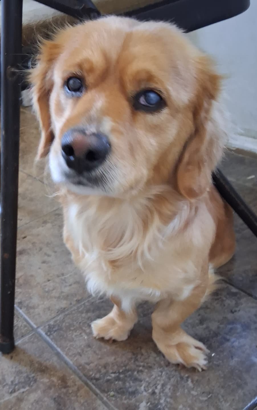 FELIX & FRANKLIN - Spaniel available for adoption