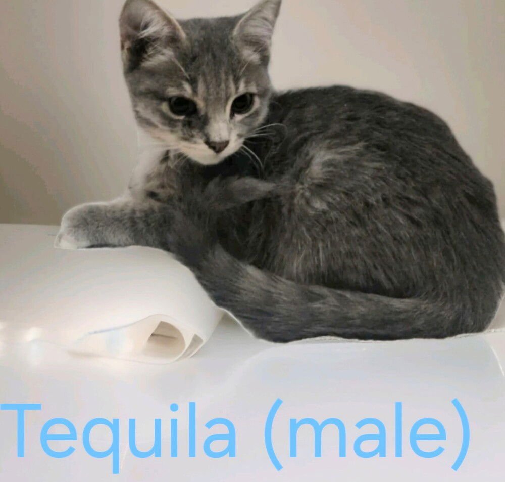 TEQUILA - Maine Coon available for adoption