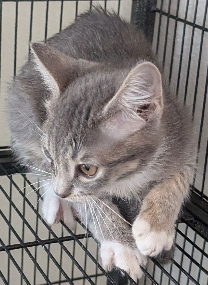 TEQUILA - Maine Coon available for adoption