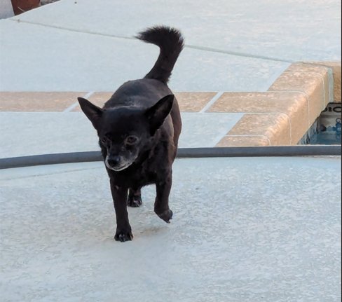 BRENDA/ BELLA - Chihuahua available for adoption