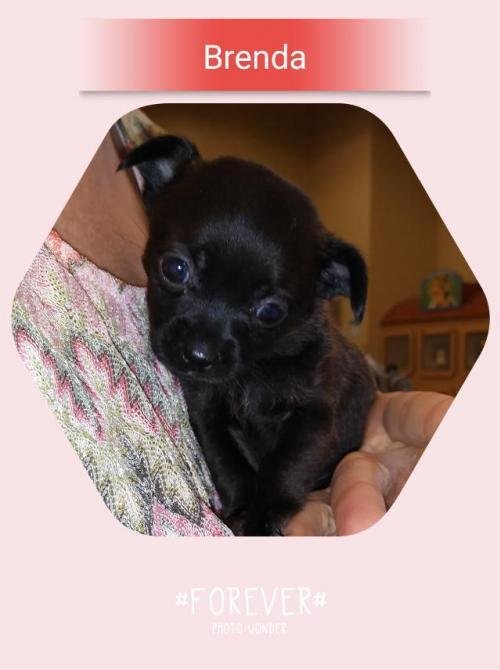 BRENDA/ BELLA - Chihuahua available for adoption