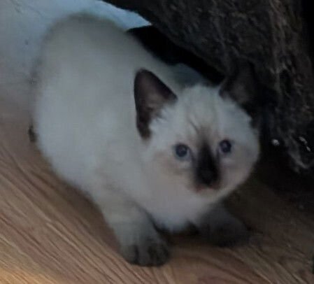 JESSIE - Domestic Medium Hair / Siamese available for adoption