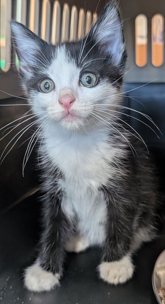 LOKI - Domestic Medium Hair available for adoption