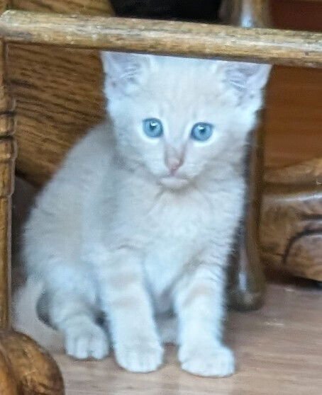 WESLEY - Domestic Medium Hair / Siamese available for adoption