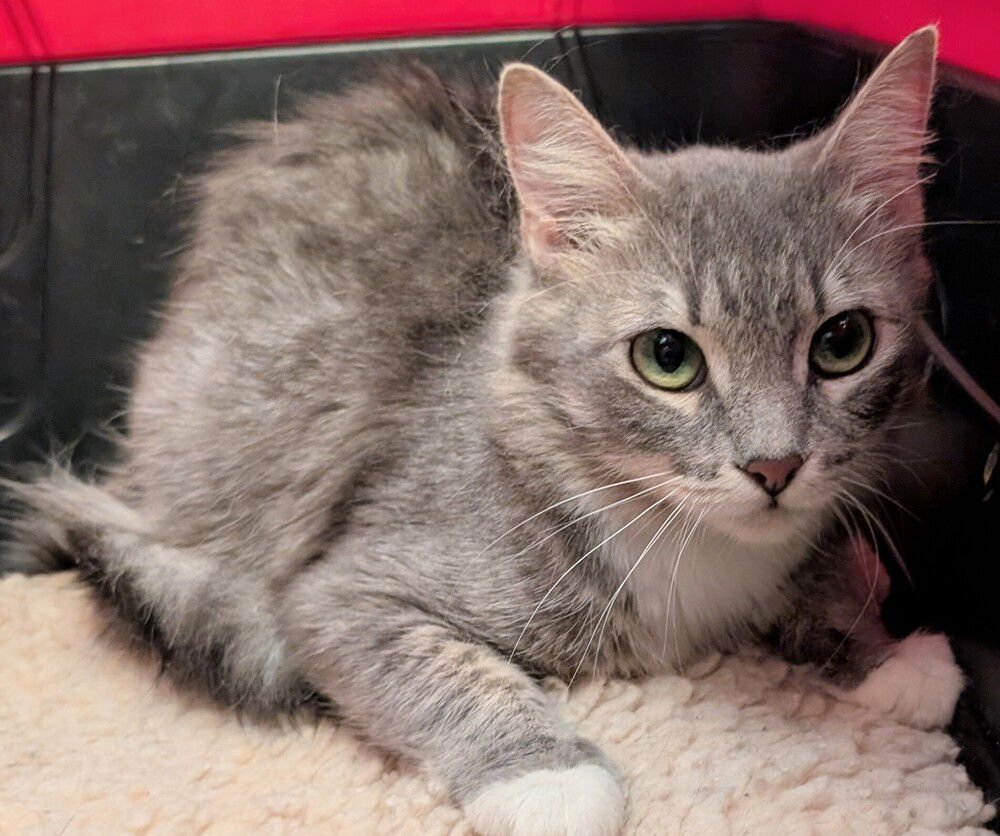 MIMOSA - Maine Coon available for adoption