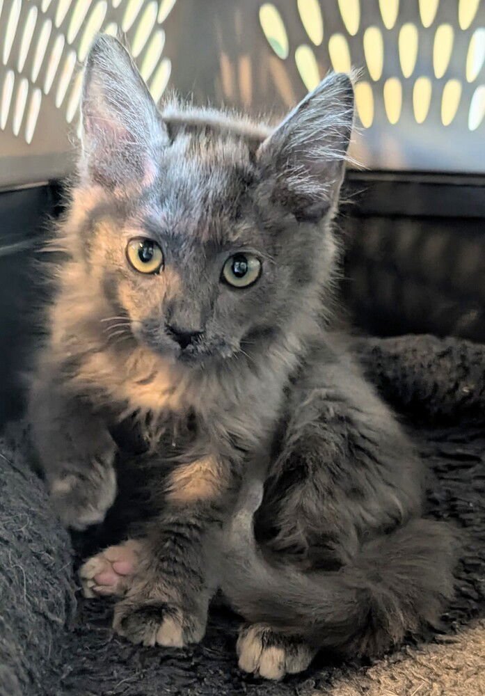 LAVERNE - Maine Coon available for adoption