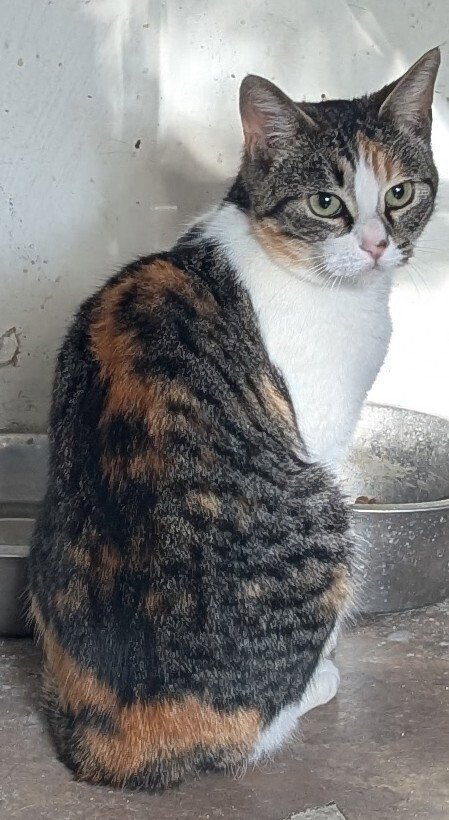 MIXIE - Calico / Domestic Short Hair available for adoption