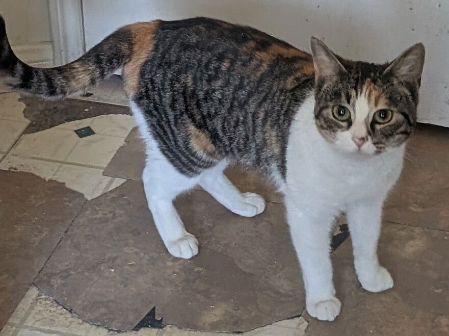 MIXIE - Calico / Domestic Short Hair available for adoption