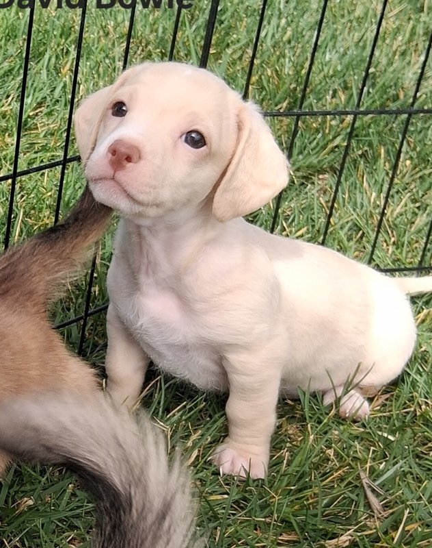 MICK JAGGAR - Dachshund / Chihuahua available for adoption