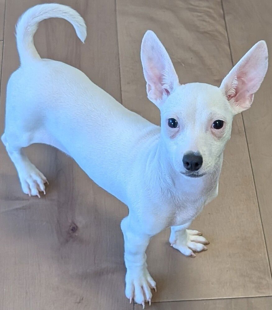 PRADA - Chihuahua available for adoption