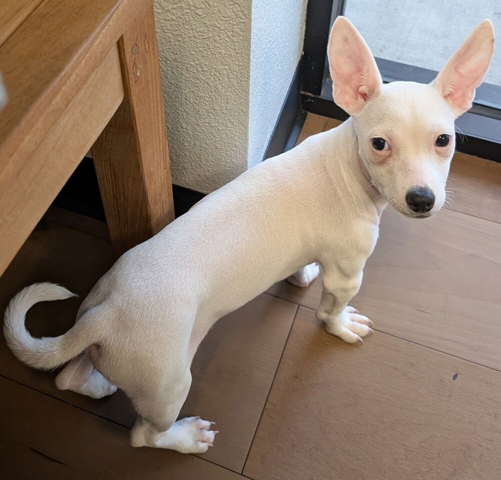 PRADA - Chihuahua available for adoption