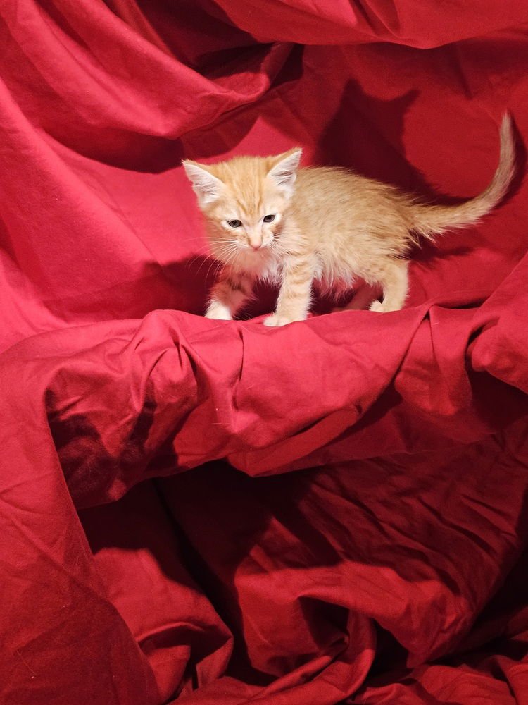 PEZ - Maine Coon available for adoption