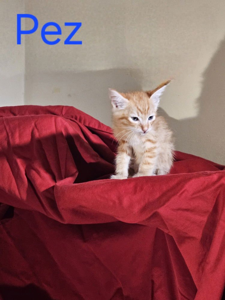 PEZ - Maine Coon available for adoption