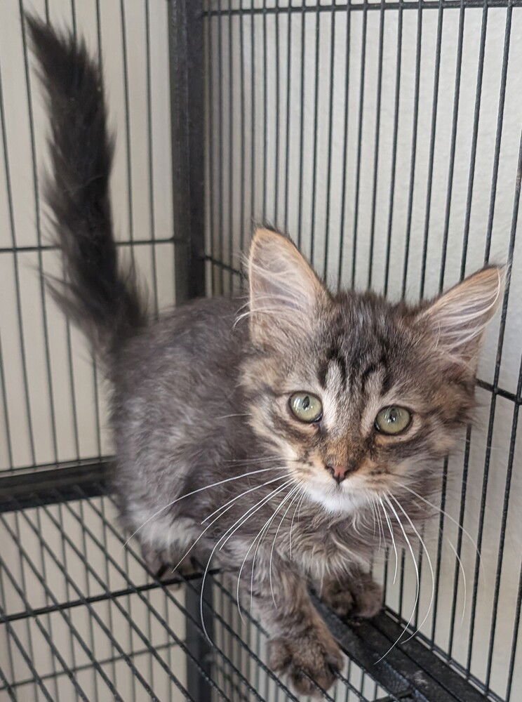 RUM - Maine Coon available for adoption
