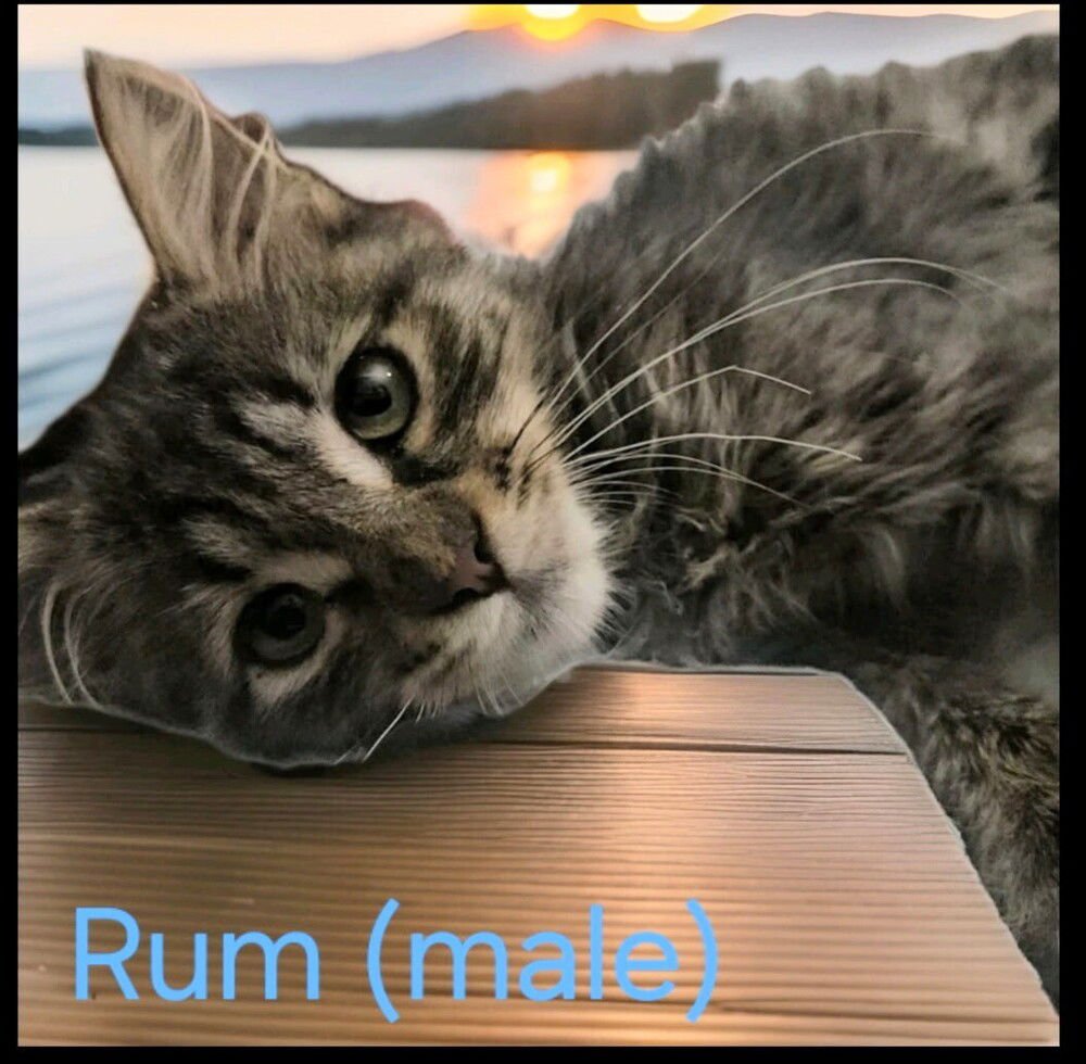 RUM - Maine Coon available for adoption
