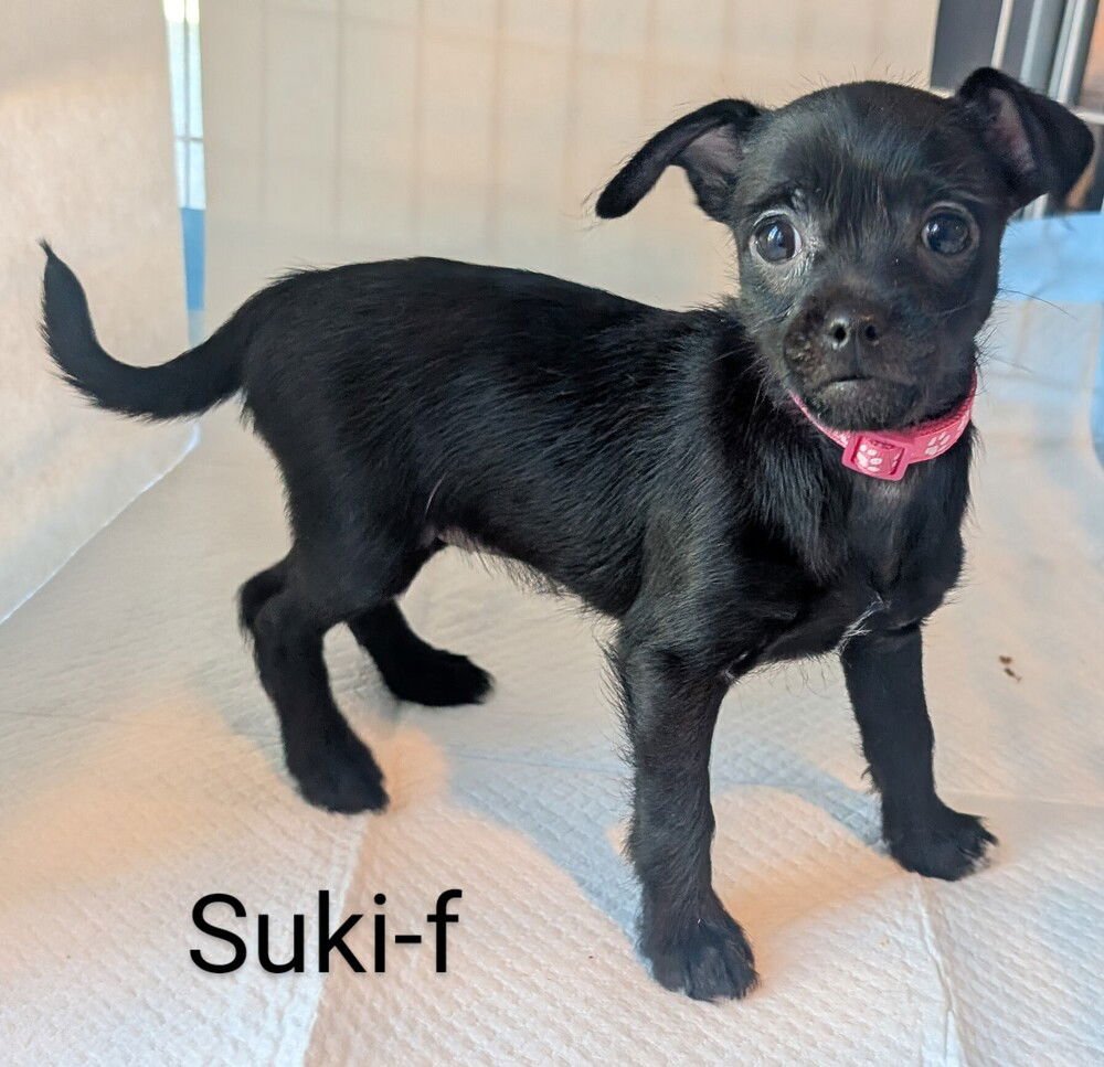 SUKI - Pomeranian / Dachshund available for adoption