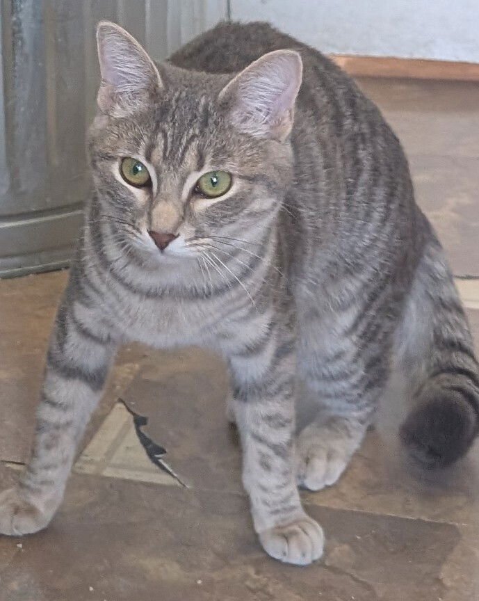 MISTY - Domestic Medium Hair available for adoption