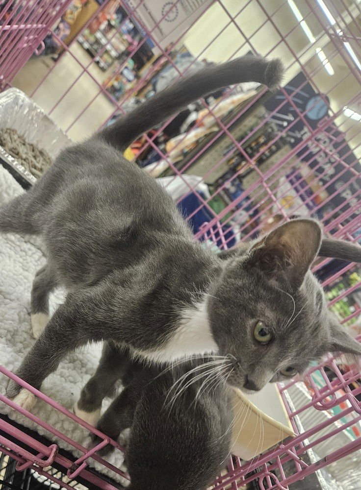 D'Artagnan - Photo 3