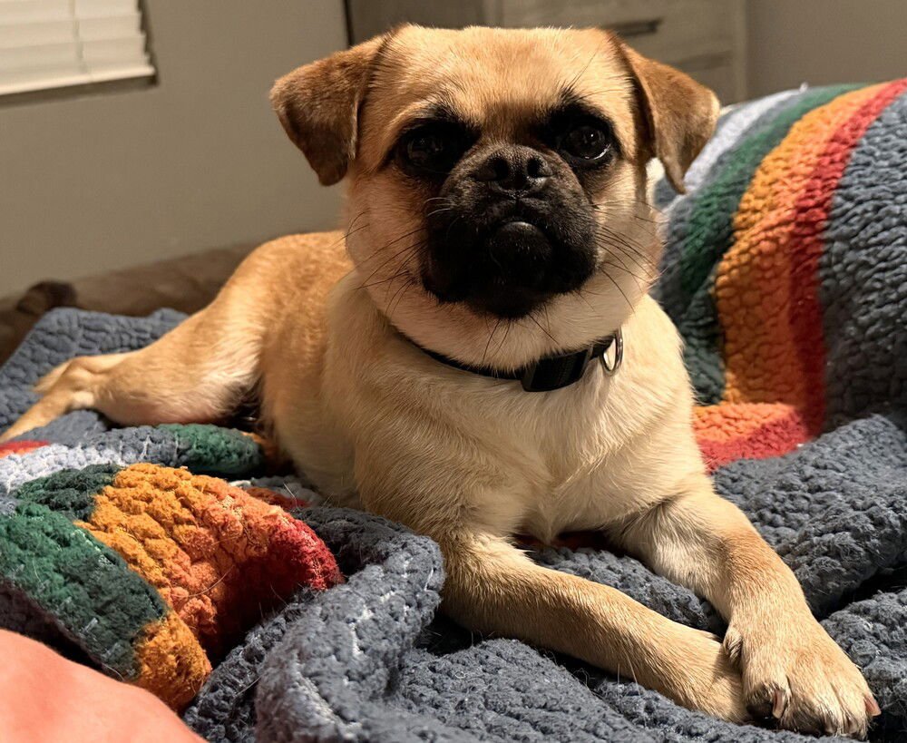 KONA - Pug available for adoption