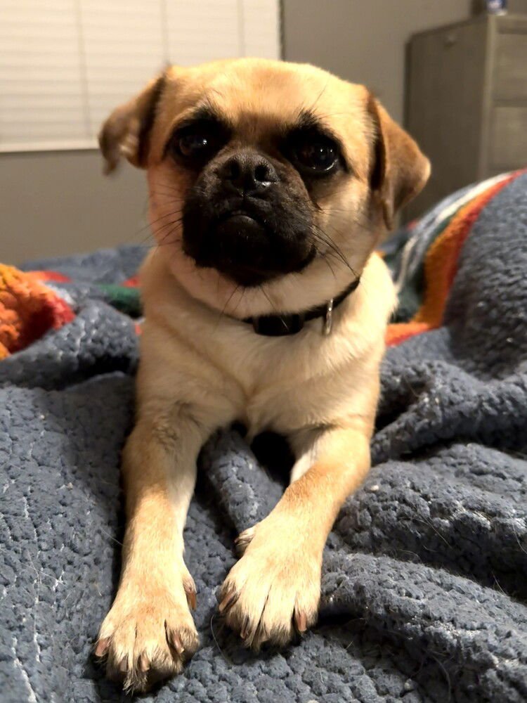 KONA - Pug available for adoption