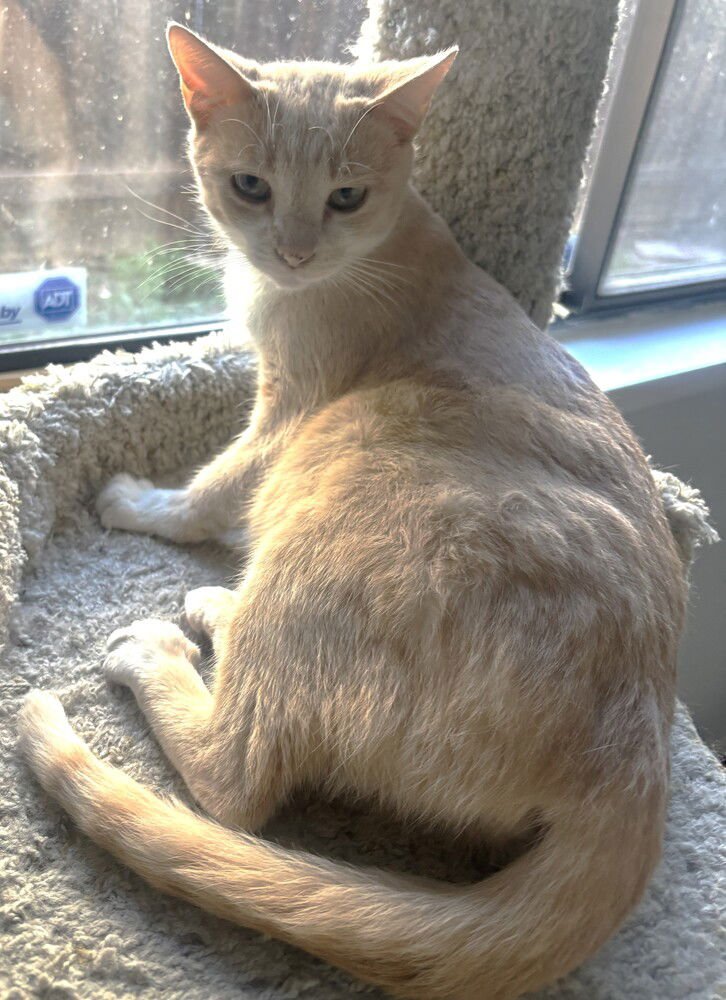 CHULA - Domestic Medium Hair available for adoption