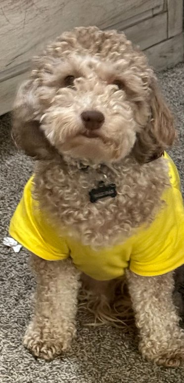 MAX - Poodle (Miniature) available for adoption