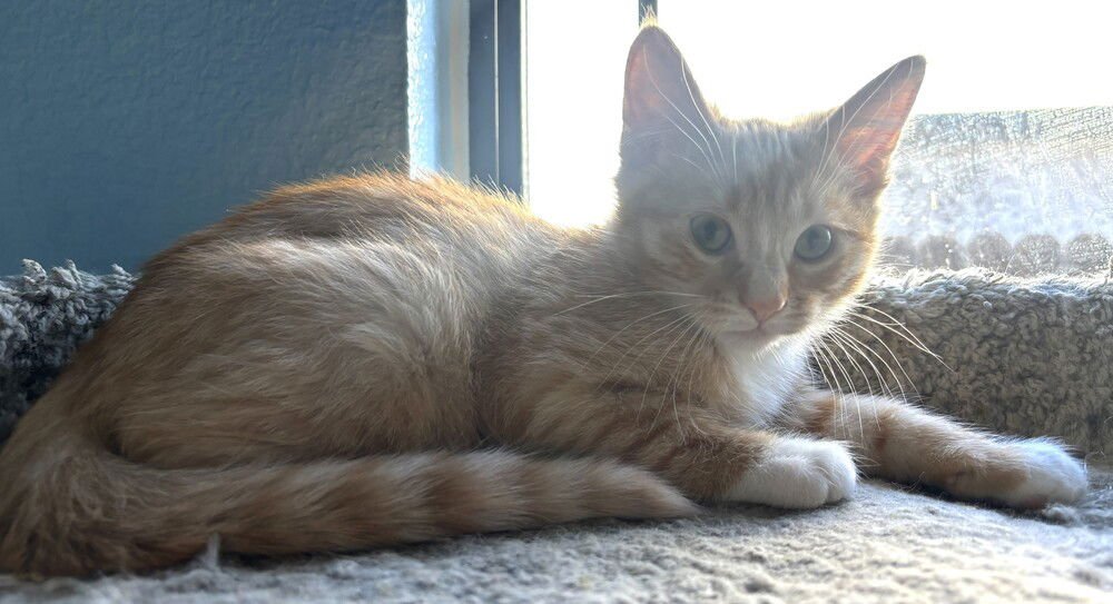 NINO - Domestic Medium Hair available for adoption