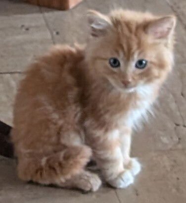 RIKER - Domestic Medium Hair / Siamese available for adoption