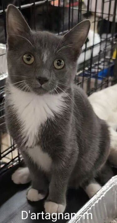 D'ARTAGNAN - Maine Coon available for adoption