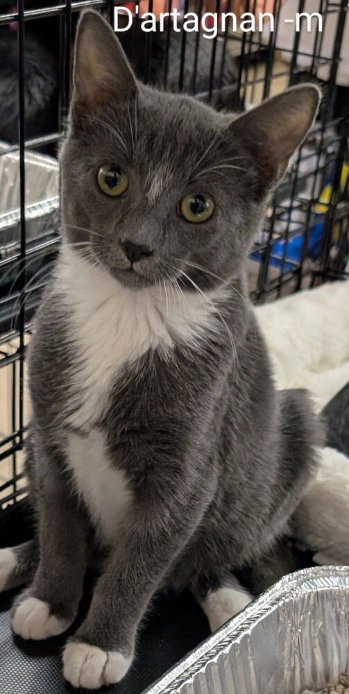 D'ARTAGNAN - Maine Coon available for adoption