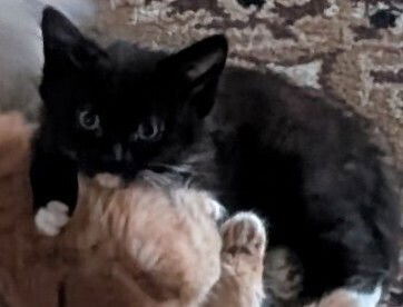 SIDNEY - Domestic Medium Hair / Siamese available for adoption