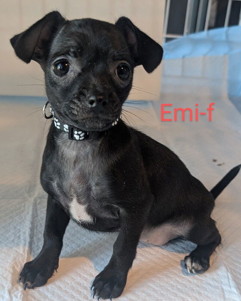 EMI - Pomeranian / Dachshund available for adoption