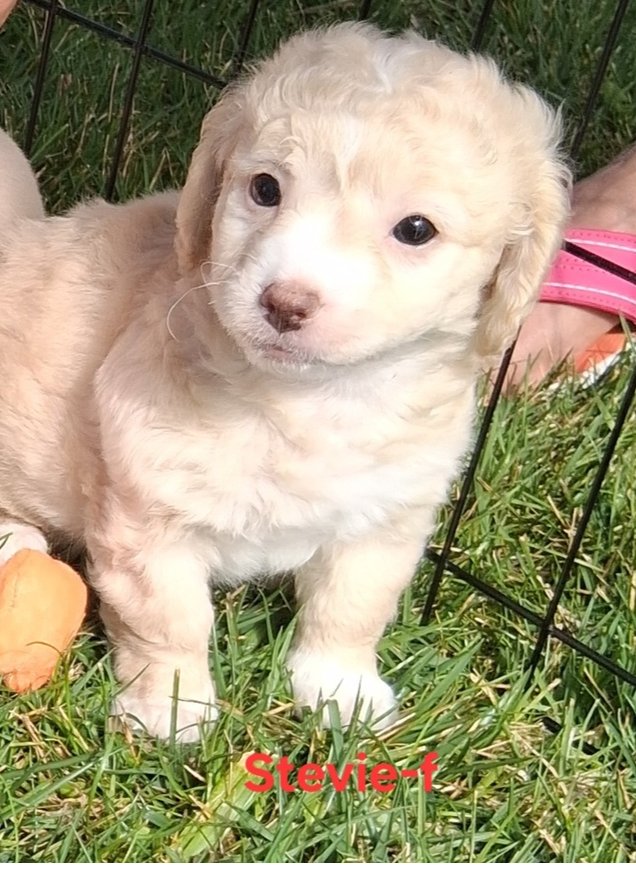 STEVIE NICKS - Dachshund / Chihuahua available for adoption