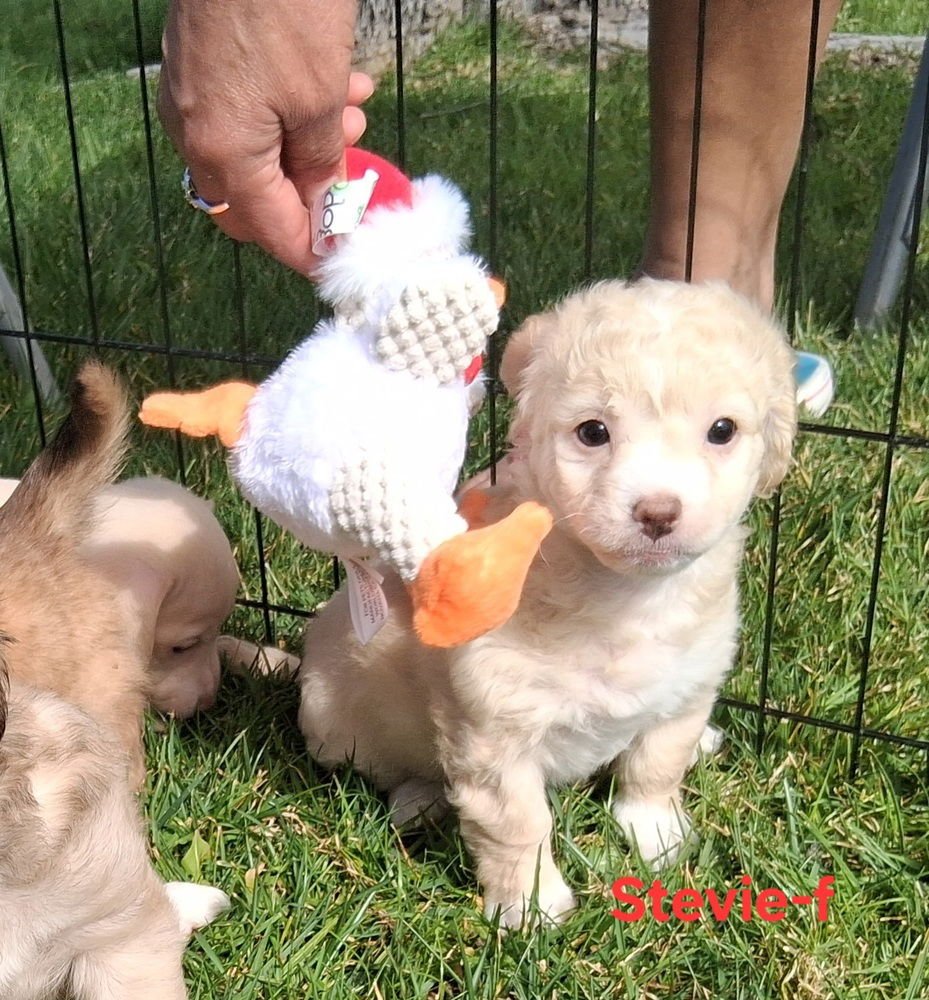 STEVIE NICKS - Dachshund / Chihuahua available for adoption