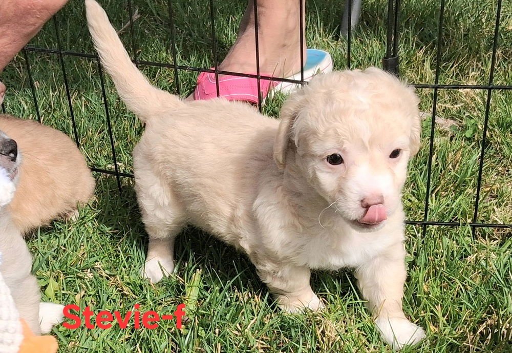 Stevie Nicks - Photo 3