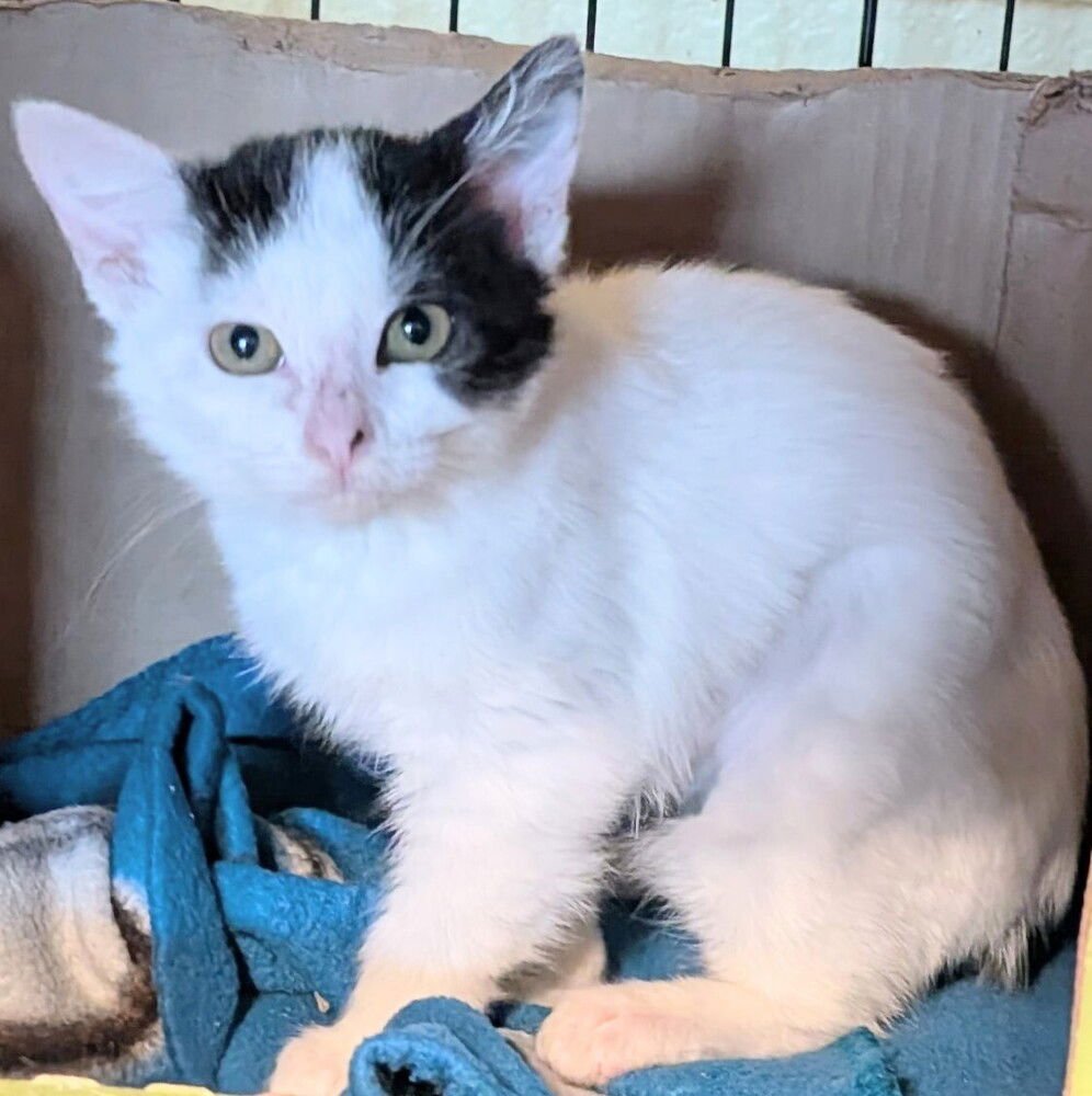 VALLI - Domestic Medium Hair available for adoption