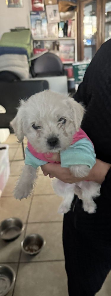 PIKALA - Maltese available for adoption