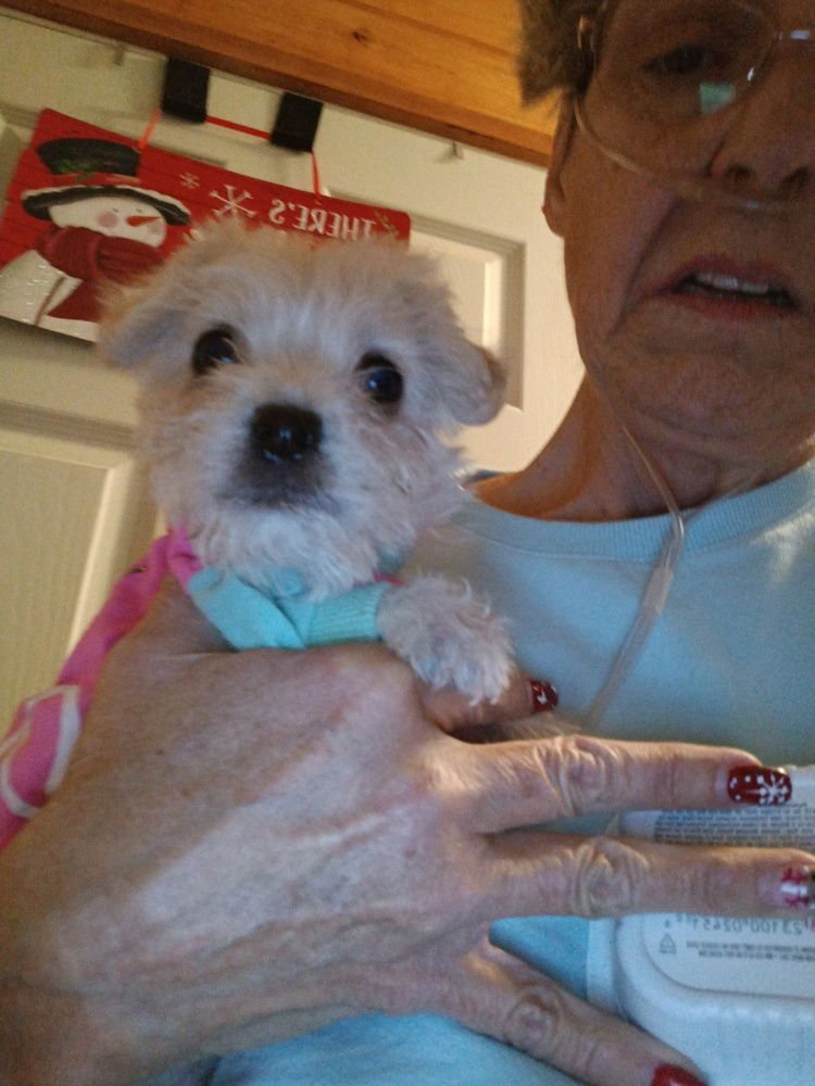 PIKALA - Maltese available for adoption