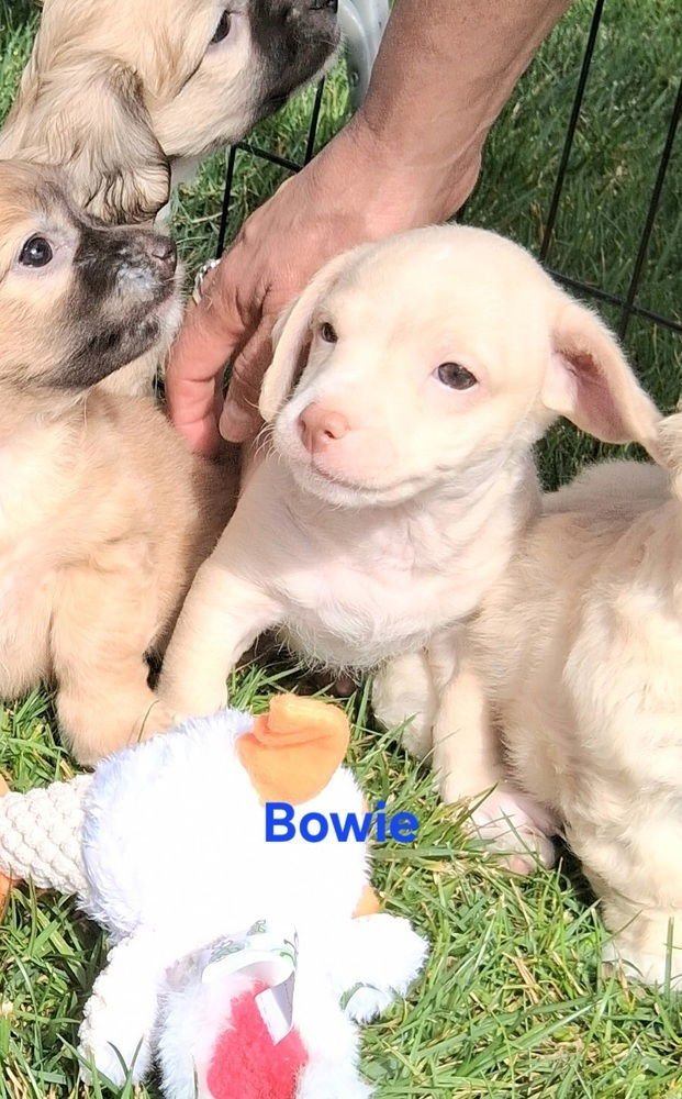 RINGO STAR - Dachshund / Chihuahua available for adoption