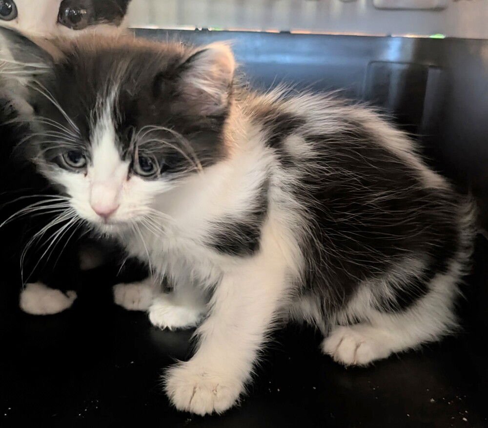 FREYA - Domestic Medium Hair available for adoption