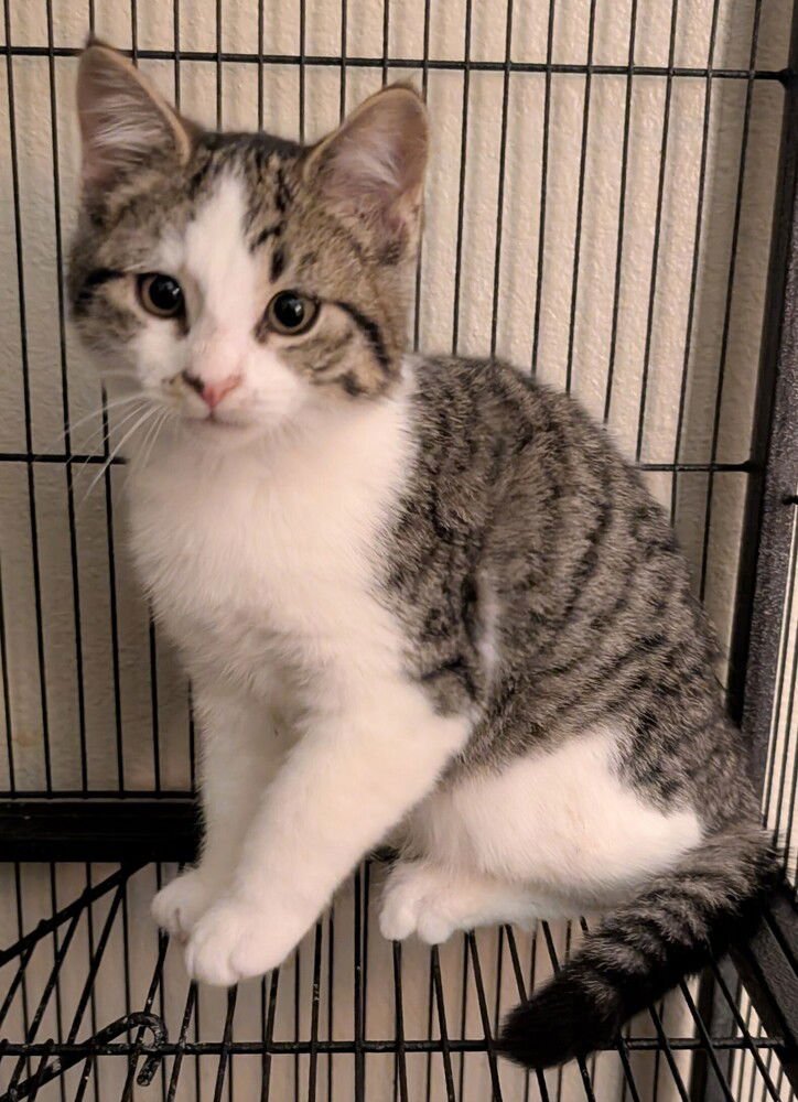 TELLY - Domestic Short Hair / Domestic Short Hair available for adoption
