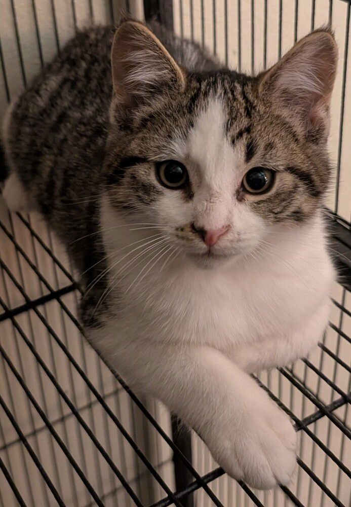 TELLY - Domestic Short Hair / Domestic Short Hair available for adoption